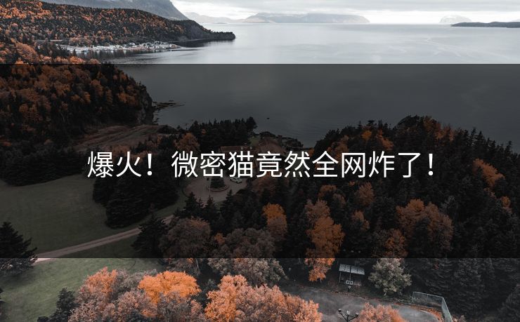 爆火！微密猫竟然全网炸了！